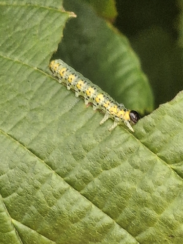 Dark-headed Nematine