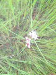 Spermacoce filifolia