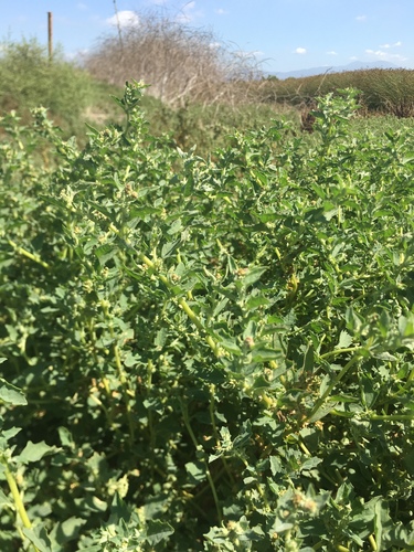 iNaturalist observation photo of sprawling saltbush