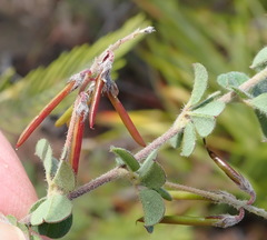Indigofera alopecuroides