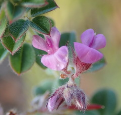 Indigofera alopecuroides