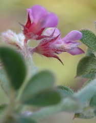 Indigofera alopecuroides