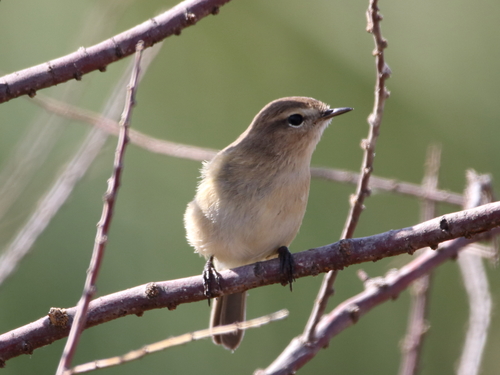Mosquitero Montano (Phylloscopus sindianus)