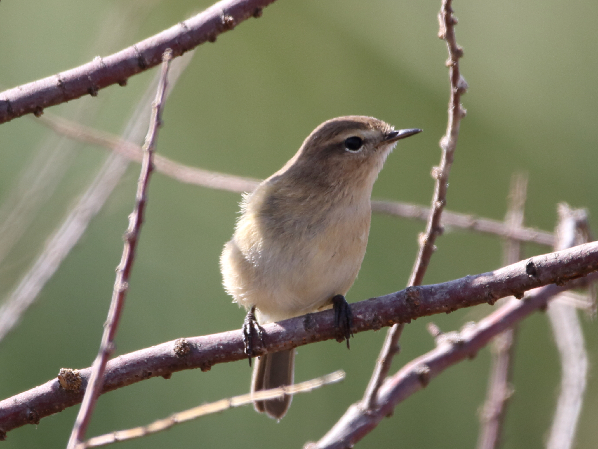 Mountain Chiffchaff illustration