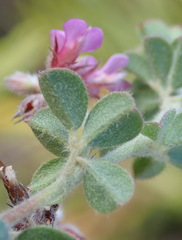 Indigofera alopecuroides