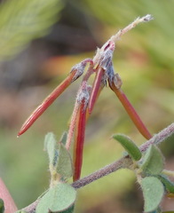 Indigofera alopecuroides