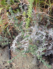 Indigofera alopecuroides