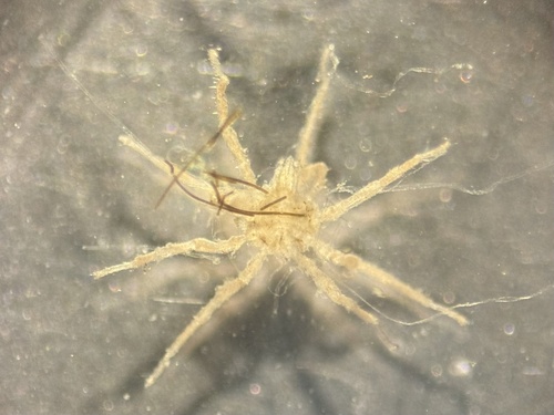 taxonomy_inaturalist image for Achelia sawayai