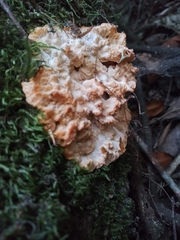 Phlebia rufa