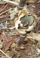 Kalanchoe lanceolata