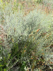 Aspalathus digitifolia