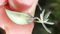 Aspalathus digitifolia