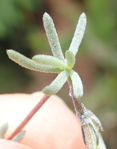 Image of Aspalathus digitifolia by (c) Nicola van Berkel, some rights reserved (CC BY-SA)