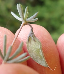 Aspalathus digitifolia