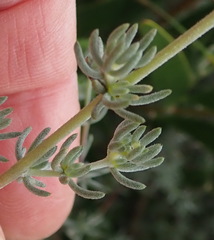 Aspalathus digitifolia