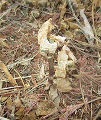 Kalanchoe lanceolata