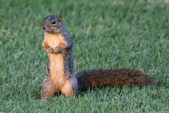 Sciurus niger rufiventer