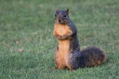 Sciurus niger rufiventer