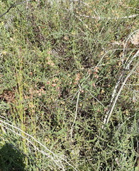 Aspalathus tenuissima