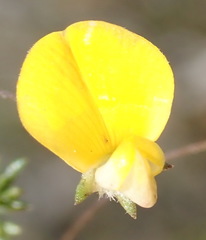 Aspalathus tenuissima