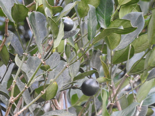 Posoqueria latifolia, photograph 6