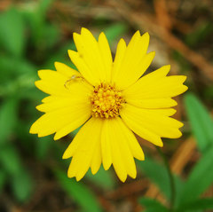 Coreopsis grandiflora