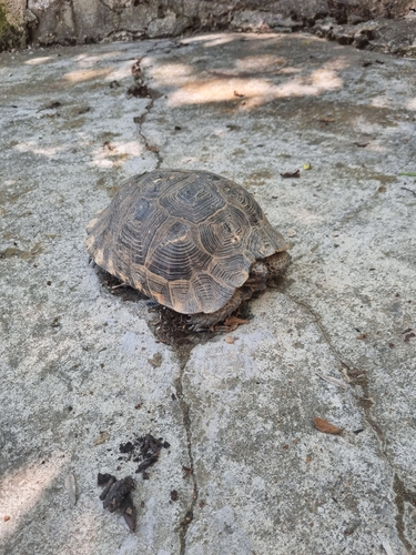 Greek Tortoise