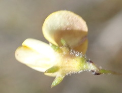 Aspalathus tenuissima