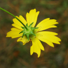 Coreopsis grandiflora