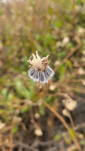 El Dorado Coast Sunflower winter