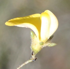 Aspalathus tenuissima