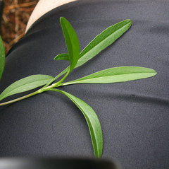 Coreopsis grandiflora