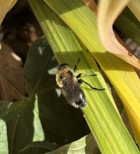 Unknown species found near N Grant St, Moscow, ID, US