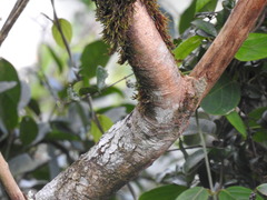 Posoqueria latifolia, photograph (c) Marcelo Schmidt Roberti, some rights reserved (CC BY)