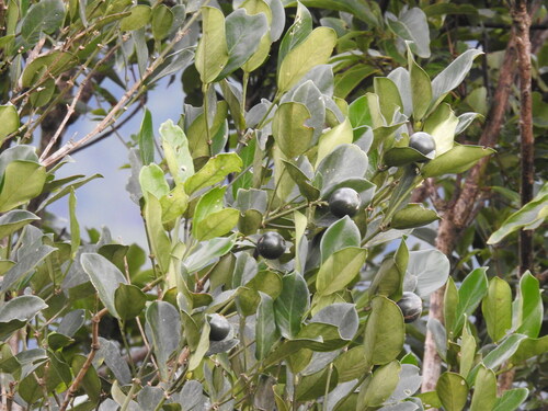 Posoqueria latifolia, photograph 5