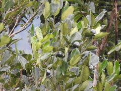 Posoqueria latifolia, photograph (c) Marcelo Schmidt Roberti, some rights reserved (CC BY)