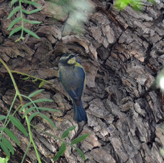 Cyanistes teneriffae teneriffae