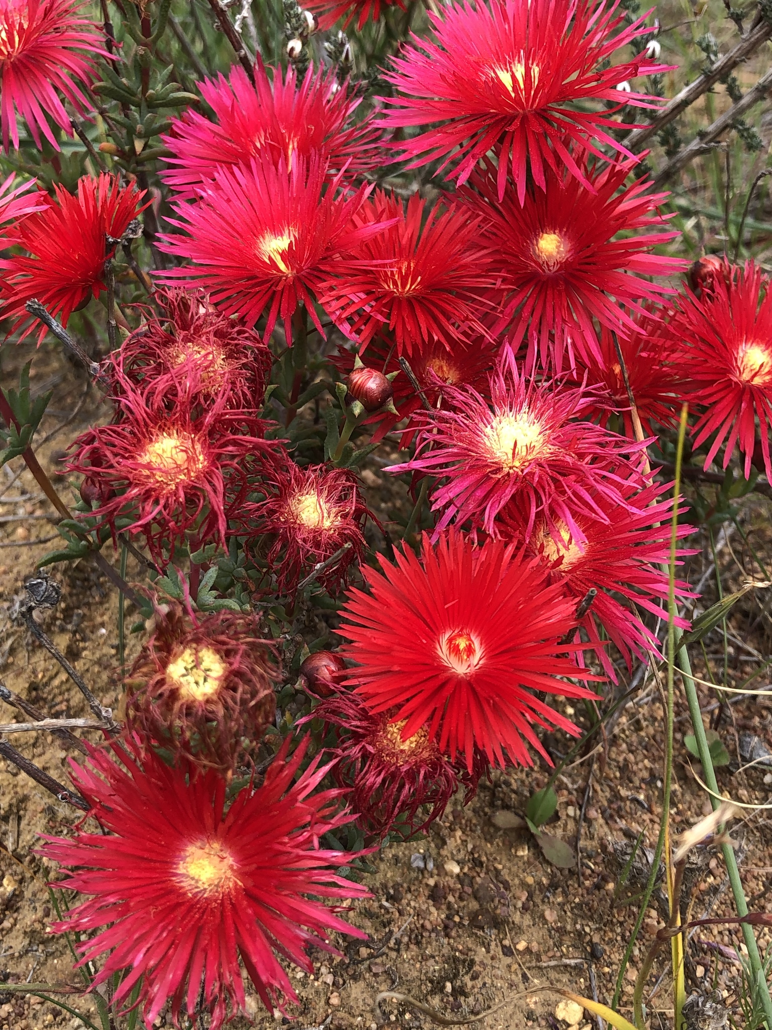Lampranthus coccineus