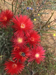 Lampranthus coccineus