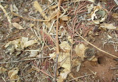 Kalanchoe lanceolata