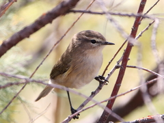 Phylloscopus sindianus