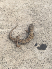 Elgaria multicarinata