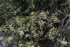 Brunia microphylla