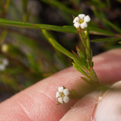 Coleonema juniperinum