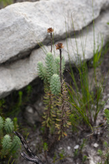 Osmitopsis afra