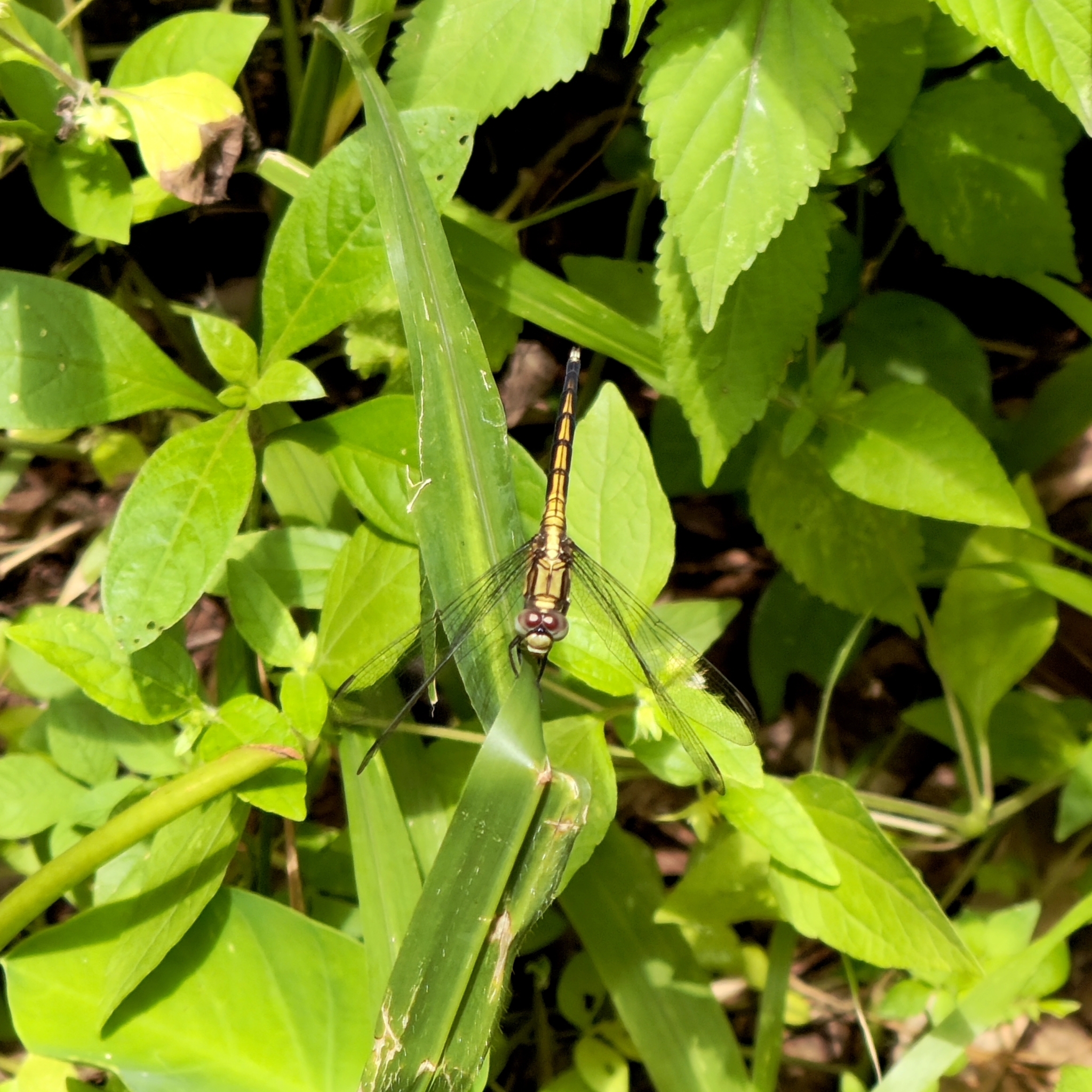 Marsh Skimmer