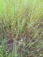 Spermacoce filifolia