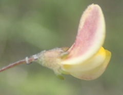 Aspalathus tenuissima