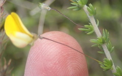 Aspalathus tenuissima