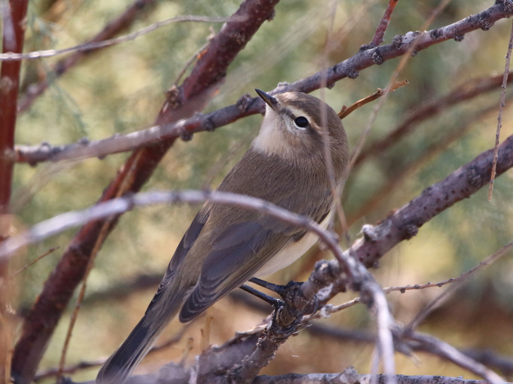 Mountain Chiffchaff